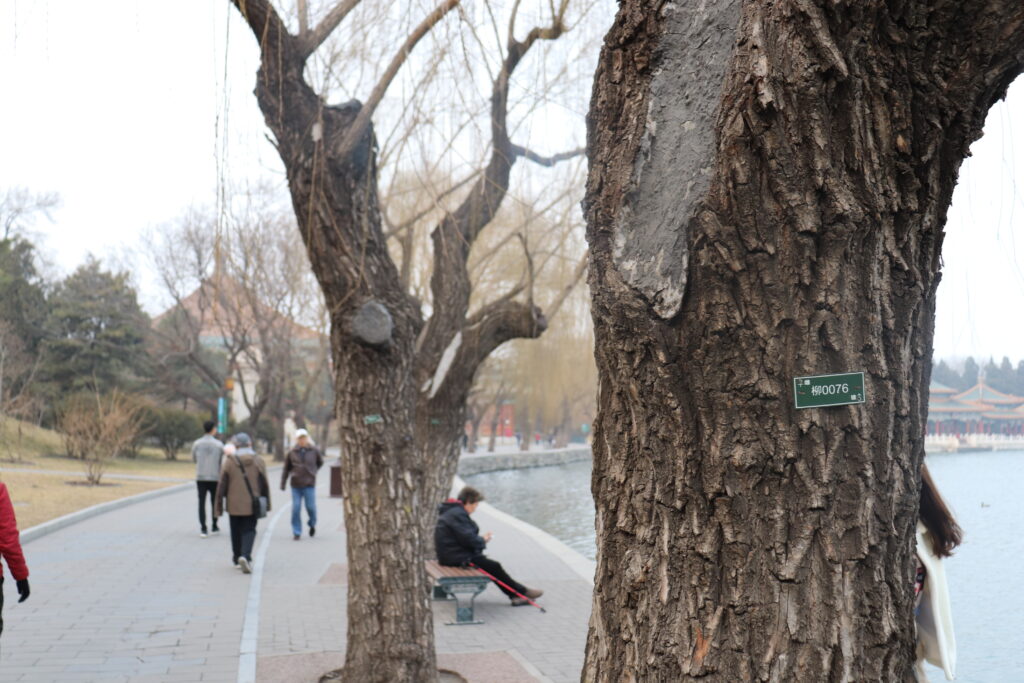 nummerierter Baum im Park