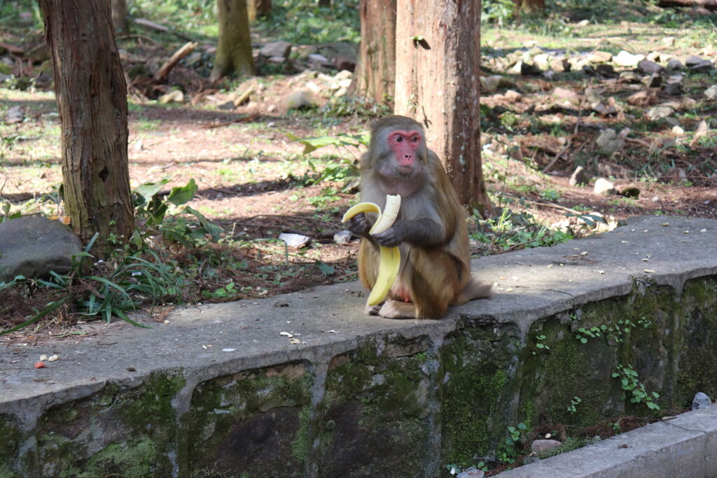 ein Affe im Avatar Felsen Nationalpark