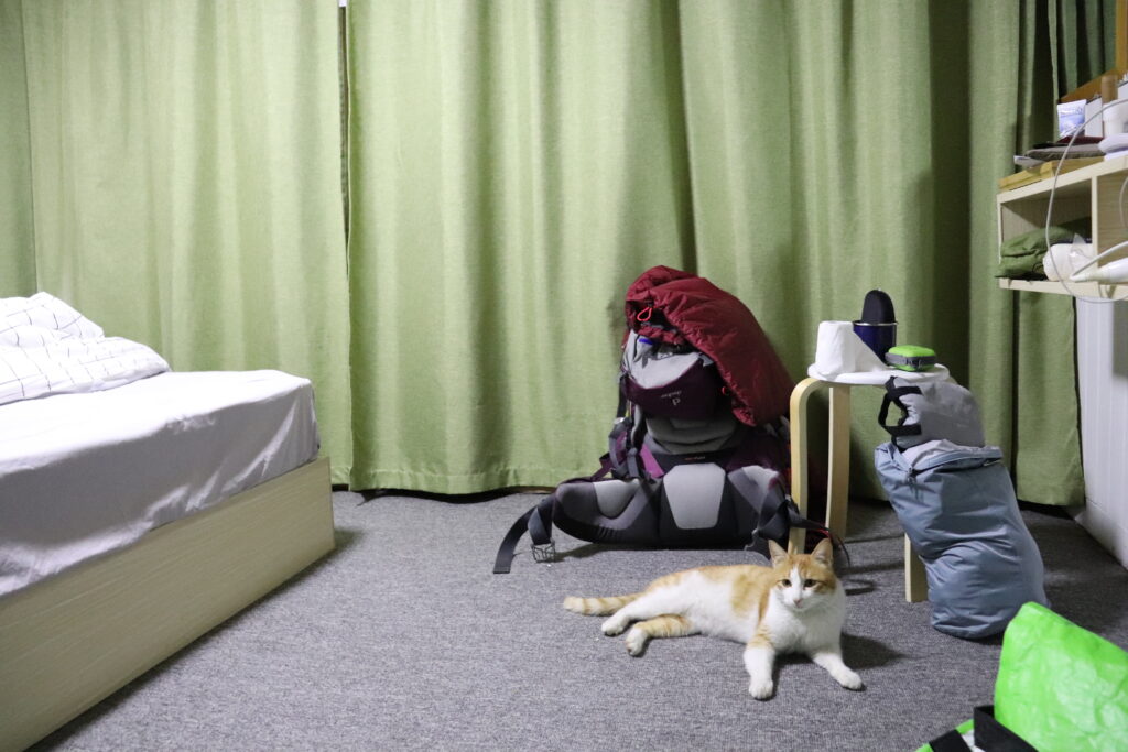 Katze in Hotelzimmer