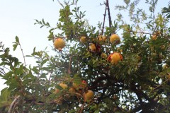 IMG_0873
