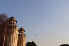 IMG_5991