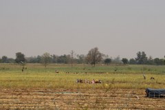 IMG_8495