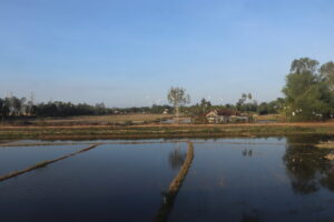 Reisfelder gesehen unterwegs von danang nach nha trang