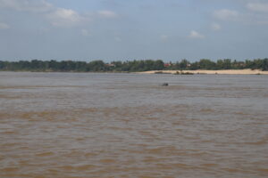 Flussdelphine im Mekong