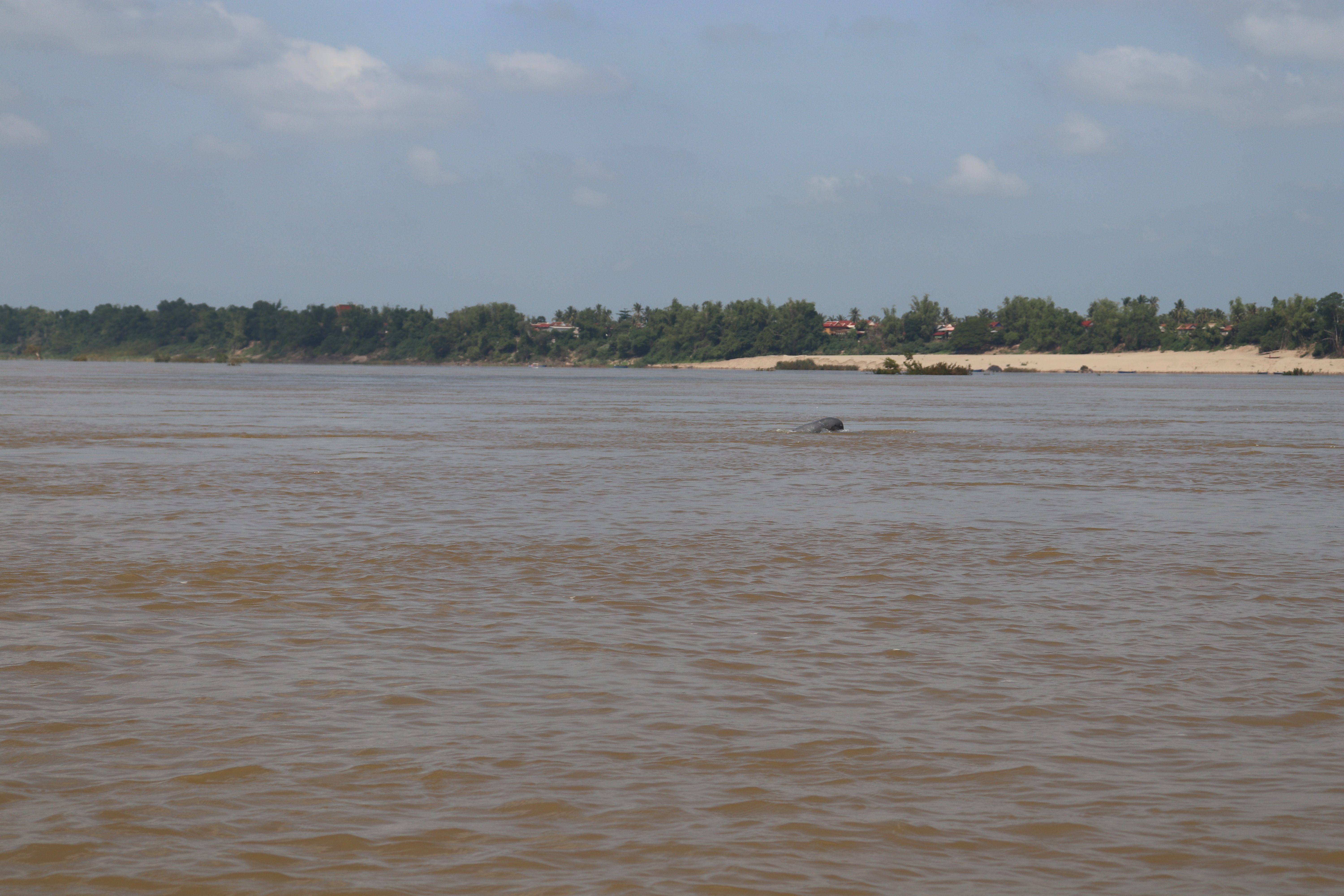 Flussdelphine im Mekong