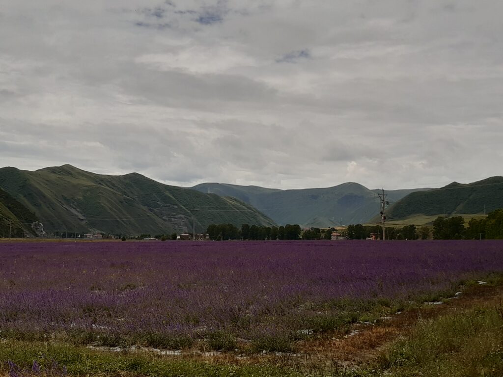 Lavendelplantage auf dem Weg per Autostoppen von Tagong nach Chengdu