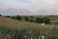 IMG_7528