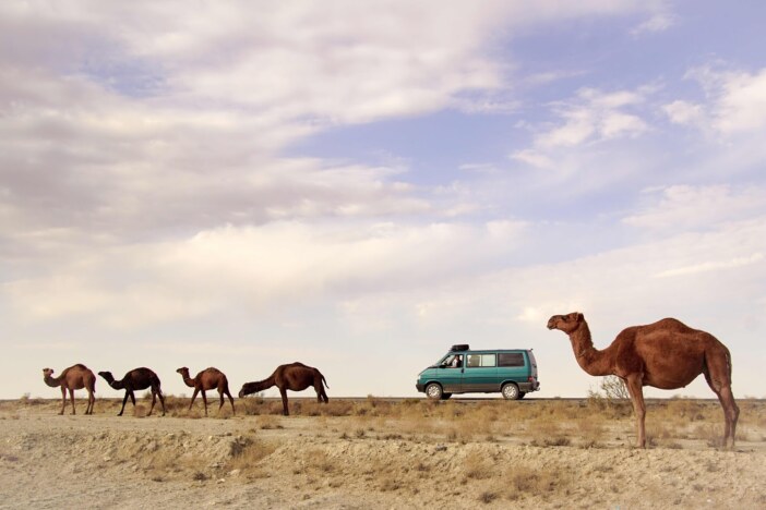Turkmenistan Kamele